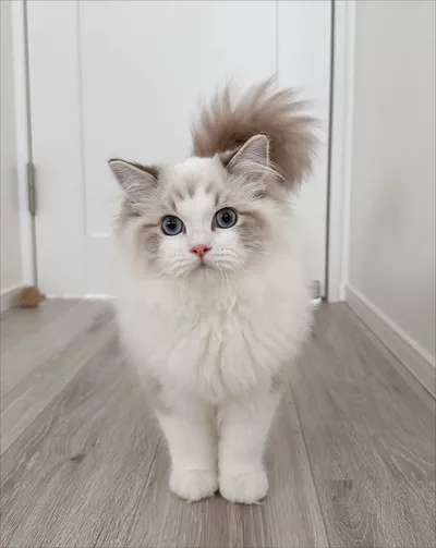 Beautiful Female Ragdoll Cat Free for Adoption-0