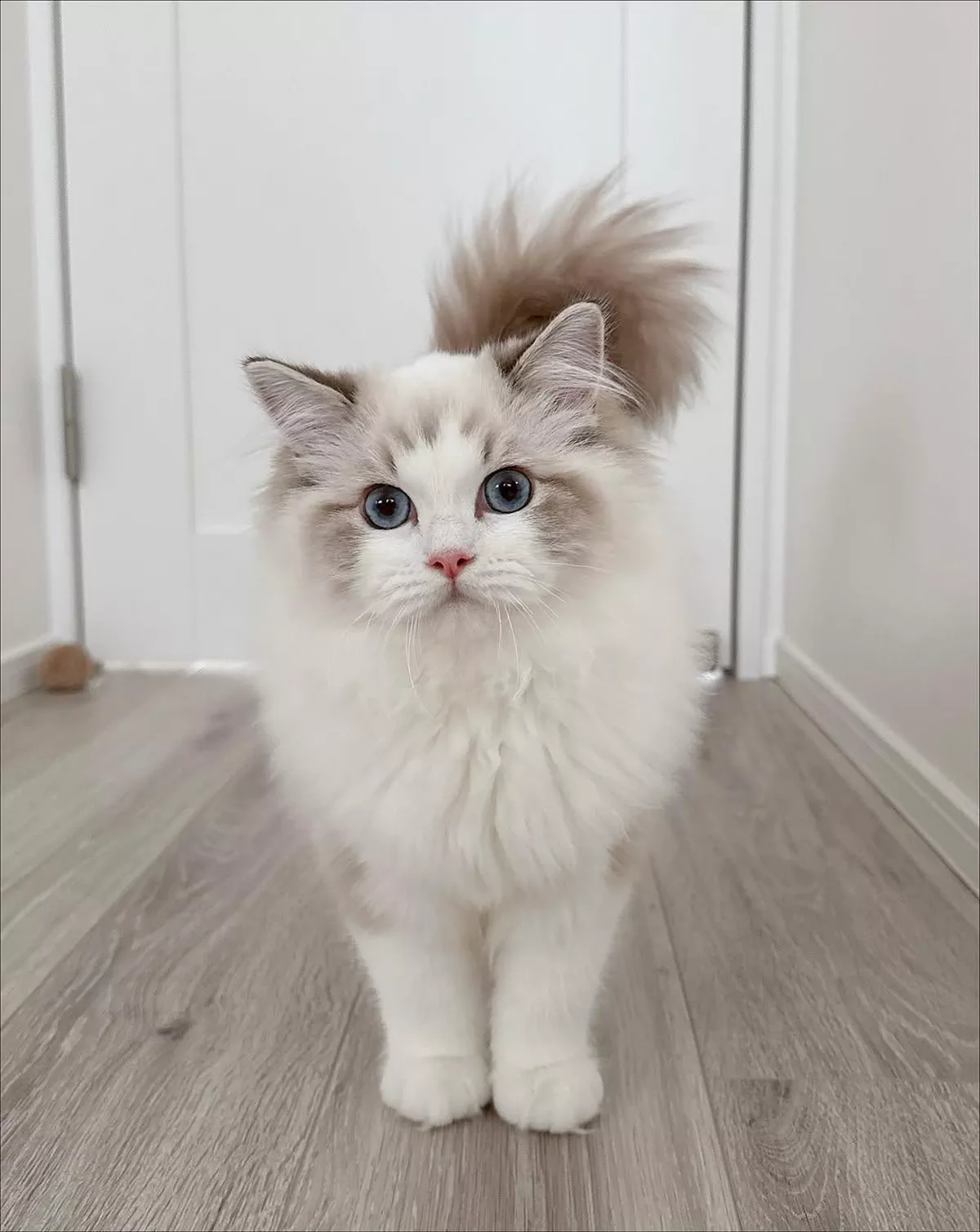 Beautiful Female Ragdoll Cat Free for Adoption