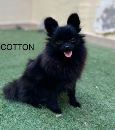Cute Puppies looking for new home-0