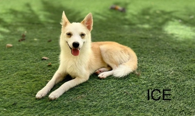 Cute Puppies looking for new home-0