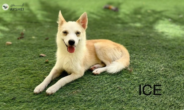 Cute Puppies looking for new home