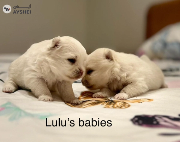 Cute Puppies looking for new home