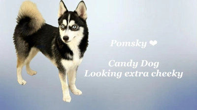 Cute Puppies looking for new home-0