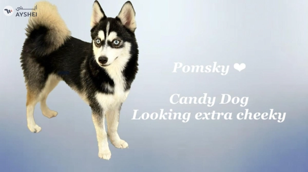 Cute Puppies looking for new home