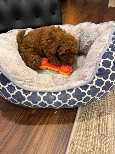 Adorable Red Poodle Puppy with Chew Toy-0