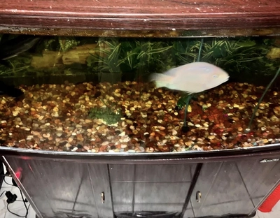 Aquarium 1 meter for sale Aed 550-0