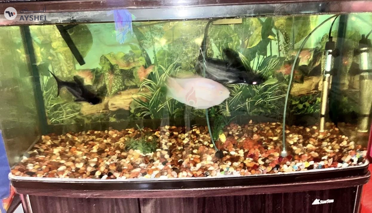 Aquarium 1 meter for sale Aed 550-2-2
