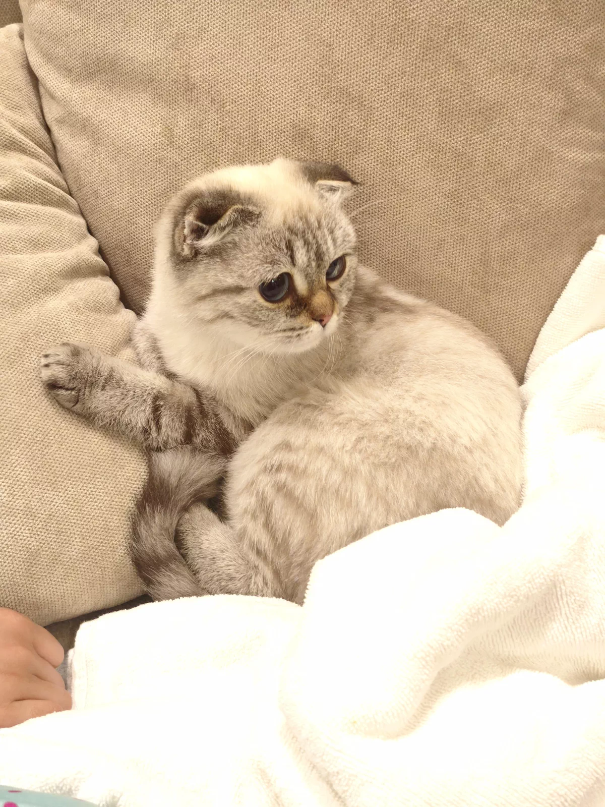 must adopt today- free (for family) kitten Scottish fold