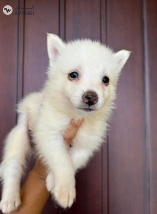 Cute Puppies looking for new home