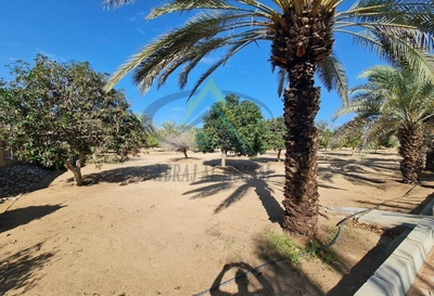 FARM FOR SALE IN AL AJBAN-3