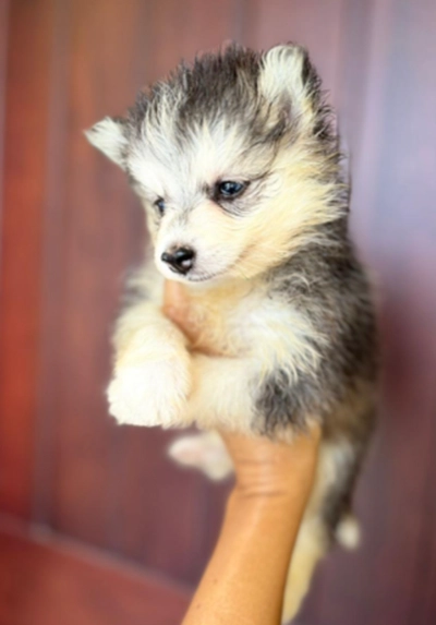 Cute Puppies looking for new home-0