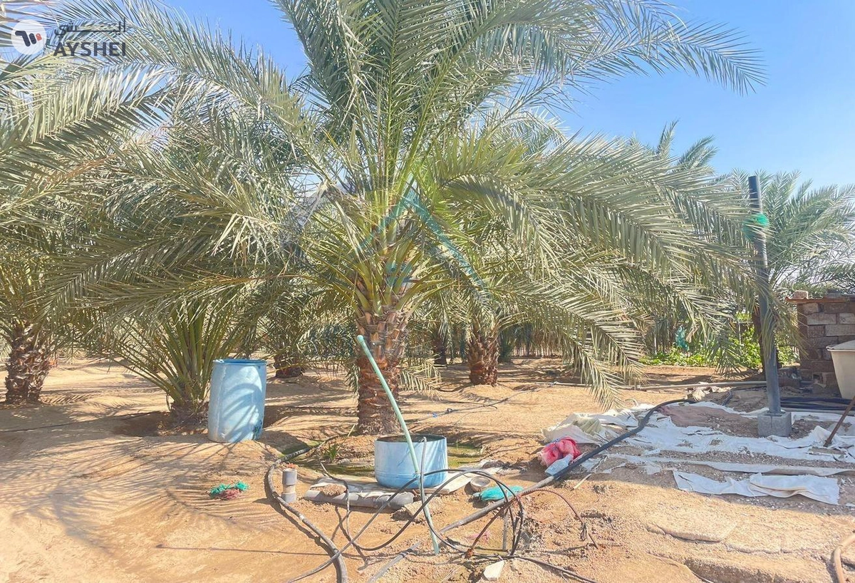 FARM FOR SALE IN AL AJBAN-4-4