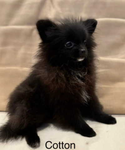 Cute Puppies looking for new home-0