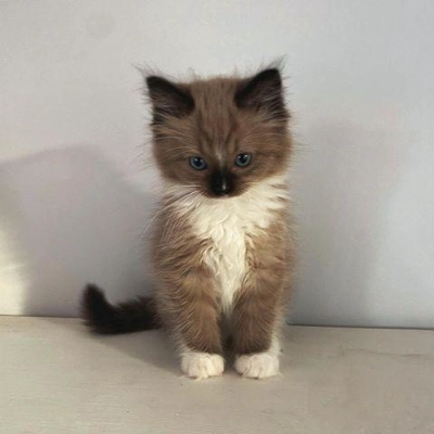 Male Ragdoll Kitten Available for Adoption – 16 Weeks Old-0