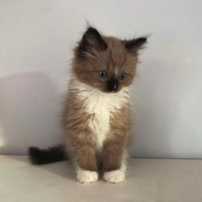 Male Ragdoll Kitten Available for Adoption – 16 Weeks Old-1