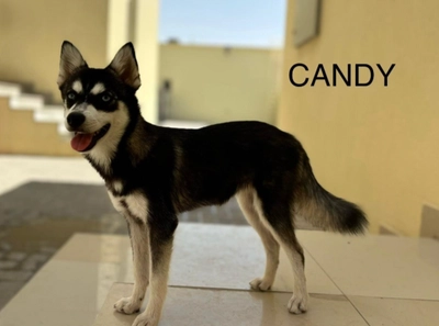 Cute Puppies looking for new home-0