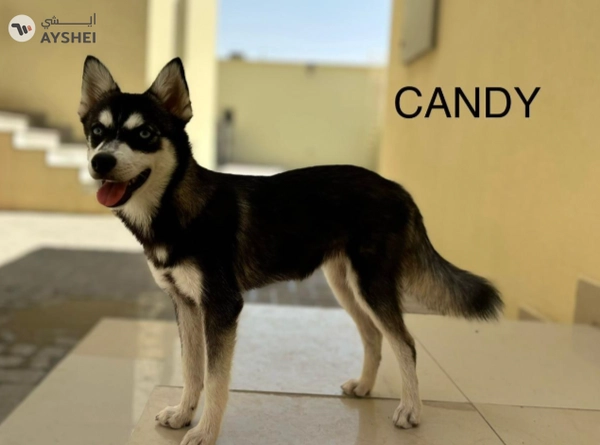 Cute Puppies looking for new home