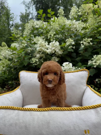 Adorable Reddish-Brown Poodle Puppy-2