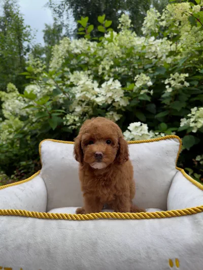 Adorable Reddish-Brown Poodle Puppy-5