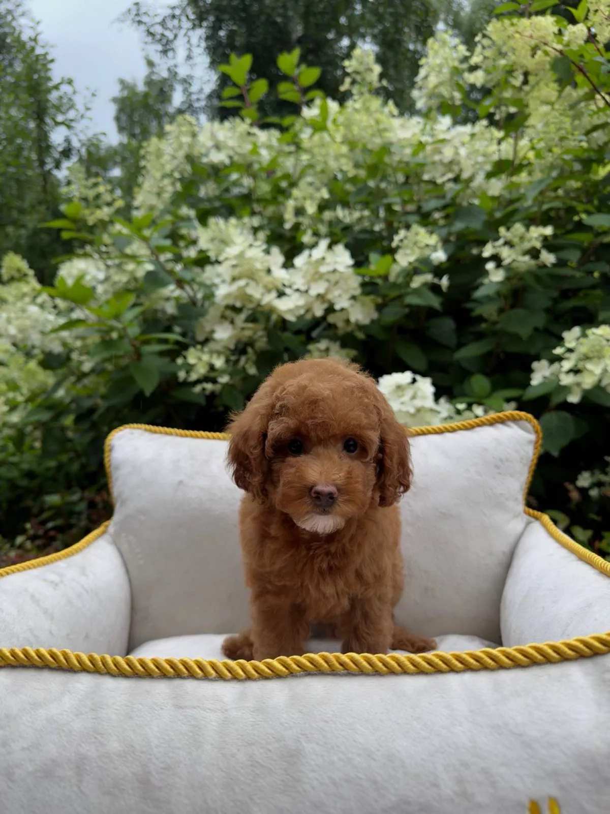 Adorable Reddish-Brown Poodle Puppy