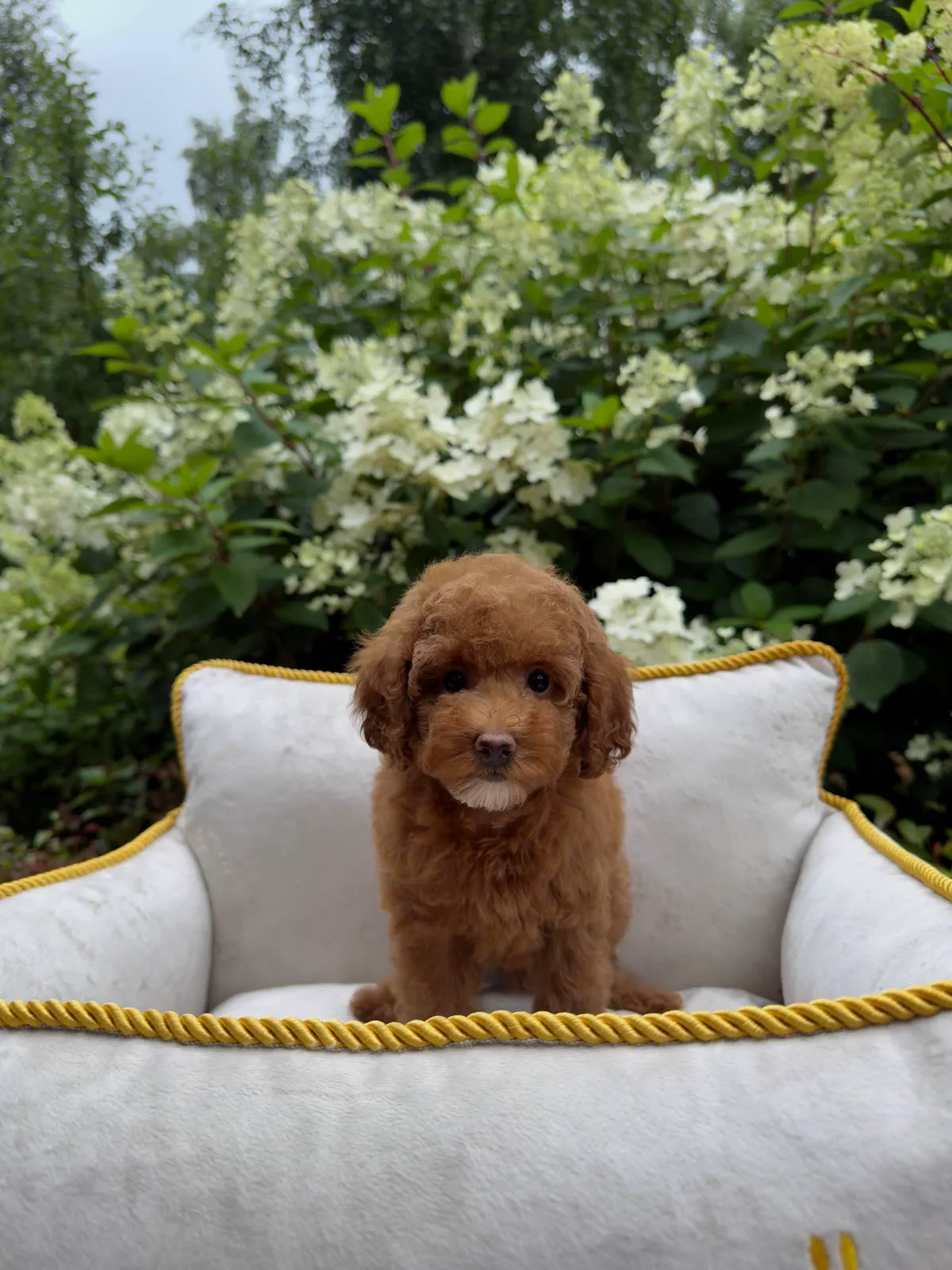Adorable Reddish-Brown Poodle Puppy-1-1