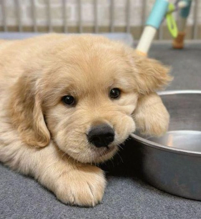 Free Adoption: 16-Week-Old Golden Retriever Puppy-0