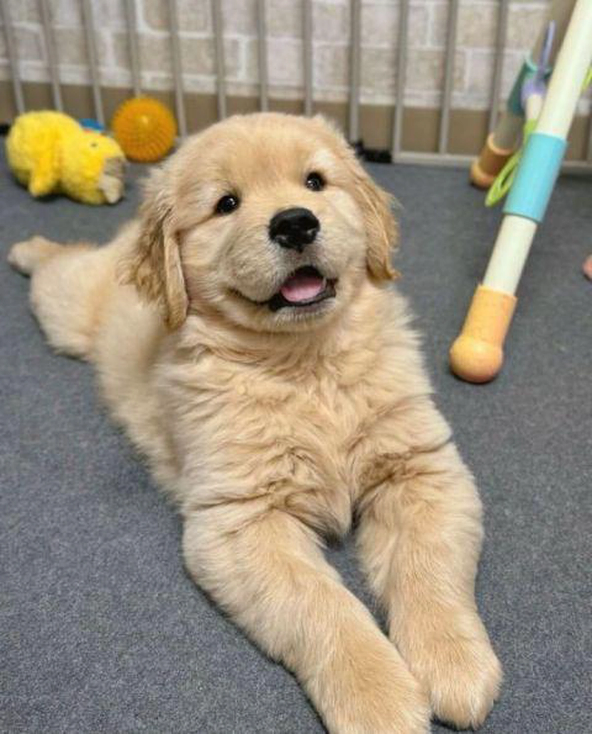 Free Adoption: 16-Week-Old Golden Retriever Puppy-1-1